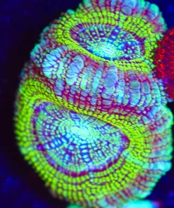 Wysiwyg Limelight Acan Frag [F25]