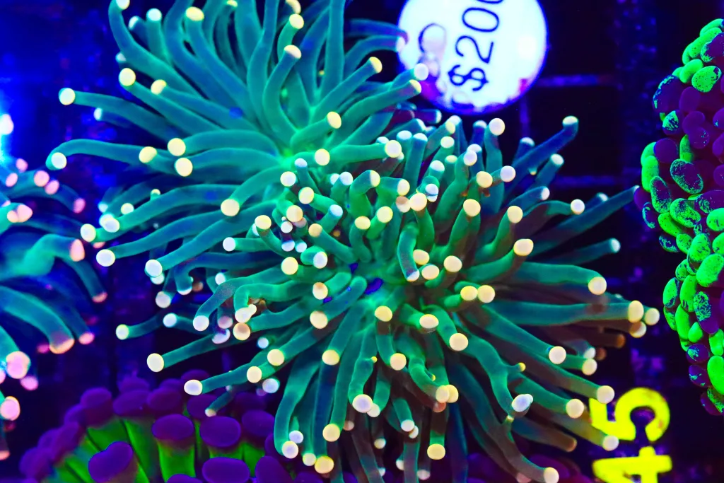 Frag Box Corals
