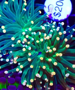 Wysiwyg Mandarin Torch Coral (C45)