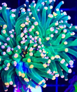 Wysiwyg Mandarin Torch Coral (C46)