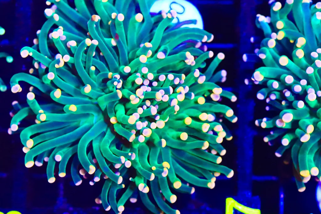 Frag Box Corals