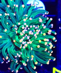 Wysiwyg Mandarin Torch Coral (C47)