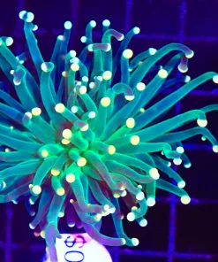 Wysiwyg Mandarin Torch Coral (C48)