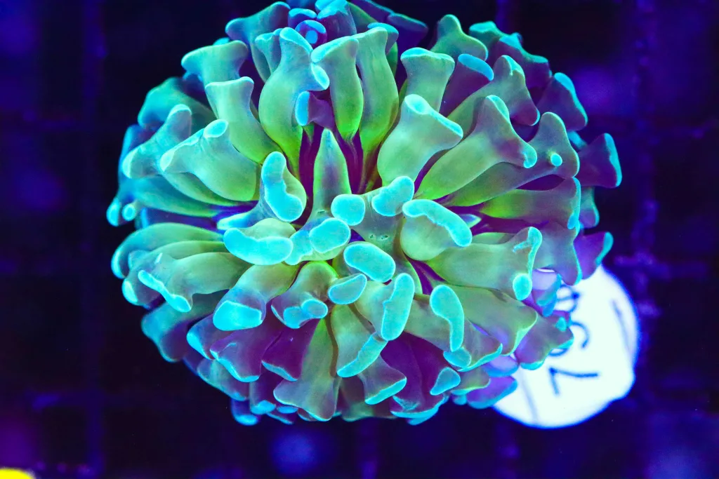 Frag Box Corals
