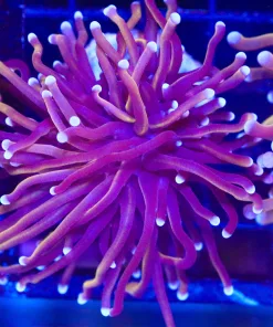 Wysiwyg Golden Torch Coral (C5)