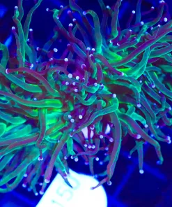 Wysiwyg Green Hydra Torch Coral (C7)