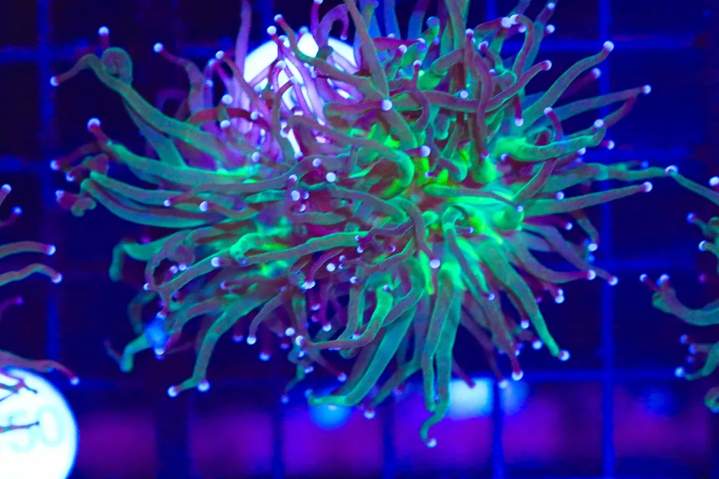 Frag Box Corals