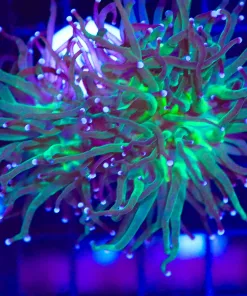 Wysiwyg Green Hydra Torch Coral (C8)
