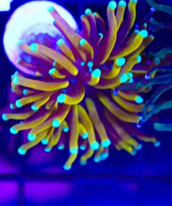 Wysiwyg Tiger Torch Coral (C10)