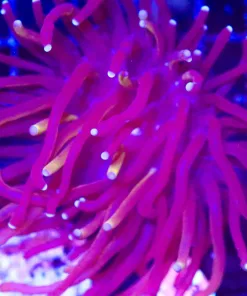 Wysiwyg Torch Coral (C13)