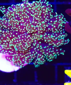 Wysiwyg Ocotospawn Coral (C14)