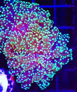 Wysiwyg Ocotospawn Coral (C16)