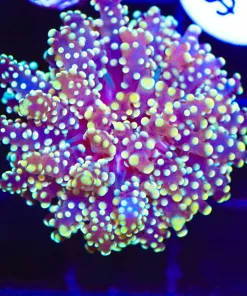 Wysiwyg Ocotospawn Coral  (C17)