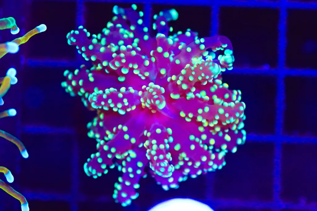 Frag Box Corals