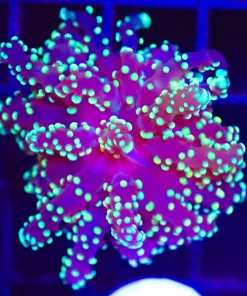 Wysiwyg Ocotospawn Coral (C18)