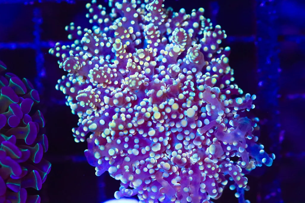 Frag Box Corals