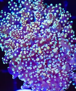 Wysiwyg Ocotospawn Coral  (C22)