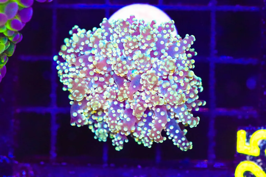 Frag Box Corals