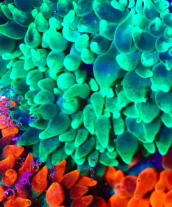 Wysiwyg Green Bubble Tip Anemone