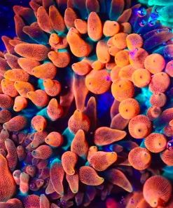 Wysiwyg Super Orange Bubble Tip Anemone