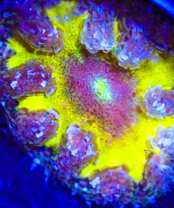 Wysiwyg Rock Flower #1