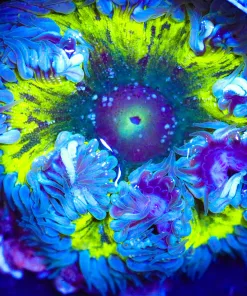 Wysiwyg Rock Flower #2