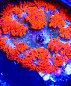 Wysiwyg Rock Flower #3