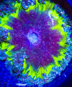 Wysiwyg Rock Flower #5