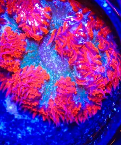 Wysiwyg Rock Flower #6