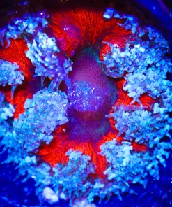 Wysiwyg Rock Flower #7