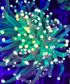 Wysiwyg Mandarin Torch Coral (C142)