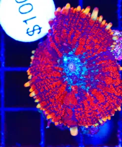 Wysiwyg Large Rainbow Spiro Rhodactis Mushroom (C134)