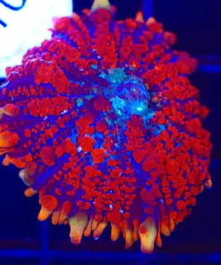 Wysiwyg Large Rainbow Spiro Rhodactis Mushroom  (C121)