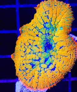 Wysiwyg Citrus On Fire Mushroom (C145)