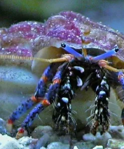 dwarf blue leg hermit crab * on sale!*