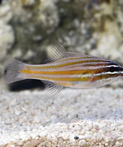 Yellow Line Cardinal *pick up only* Have had for 6 weeks now!