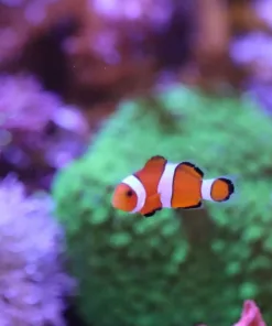 Small clownfish Ocellaris *pick up only* In our care for over 3 months very healthy