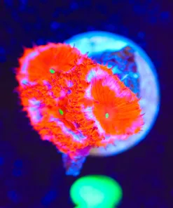 Wysiwyg Fire Kick Blasto Frag [F8]