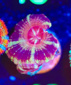 Wysiwyg Acan Frag [F12]