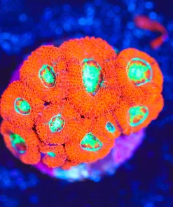 Wysiwyg Micromussa Acan Frag [F22]