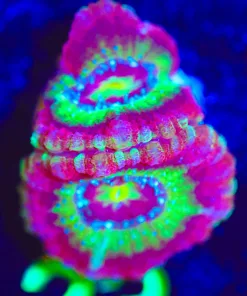 Wysiwyg Hyper Speed Acan Frag [F23]