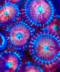 Wysiwyg Blue Agave Zoanthid Mini Colony [F32]