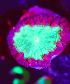 Wysiwyg Blastomussa [F34]