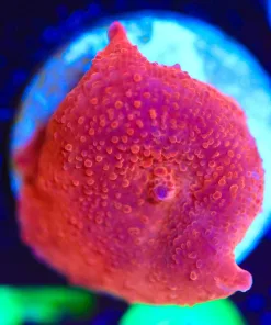 Wysiwyg Red Discosoma Mushroom Frag [F50]