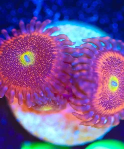 Wysiwyg 2x Chong Bong Zoanthid Frag [F59]
