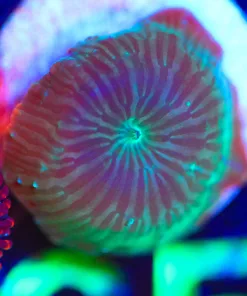 Wysiwyg Mushroom Coral  Frag [F65]