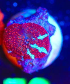 Wysiwyg Mushroom Frag [F72]