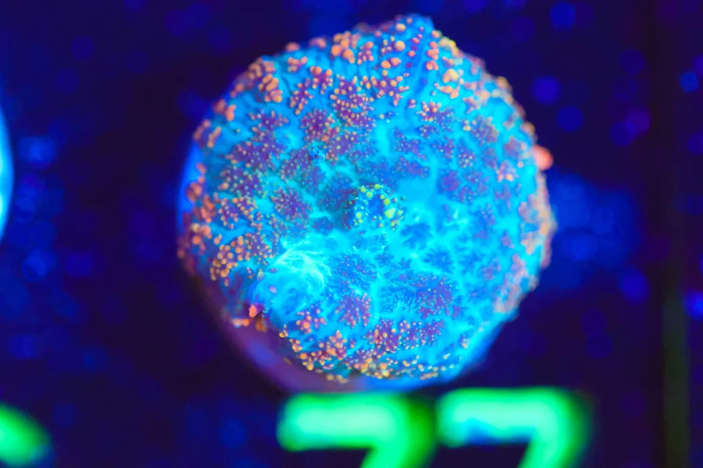 Frag Box Corals