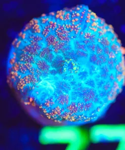 WysiwygMushroom Frag [F77]