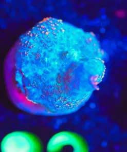 Wysiwyg Tiny Mushroom  Frag [F82]